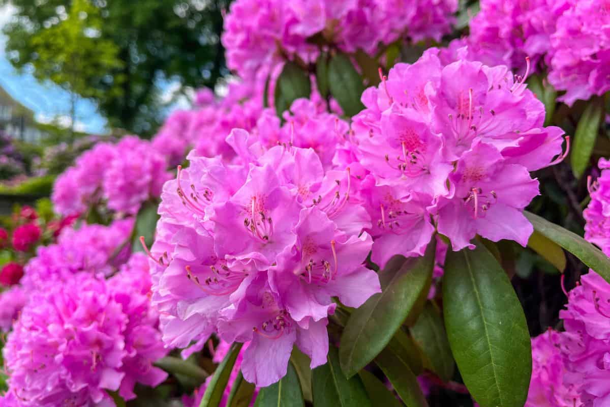 Large pink Rhododendron Flowers 