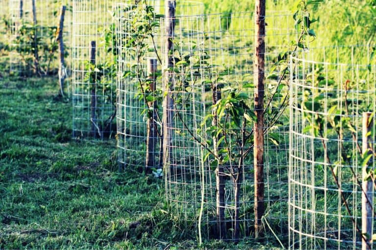 Metal guard mesh protection for animal damaged tree bark. - 7 Types Of Tree Guards For Fruit Trees