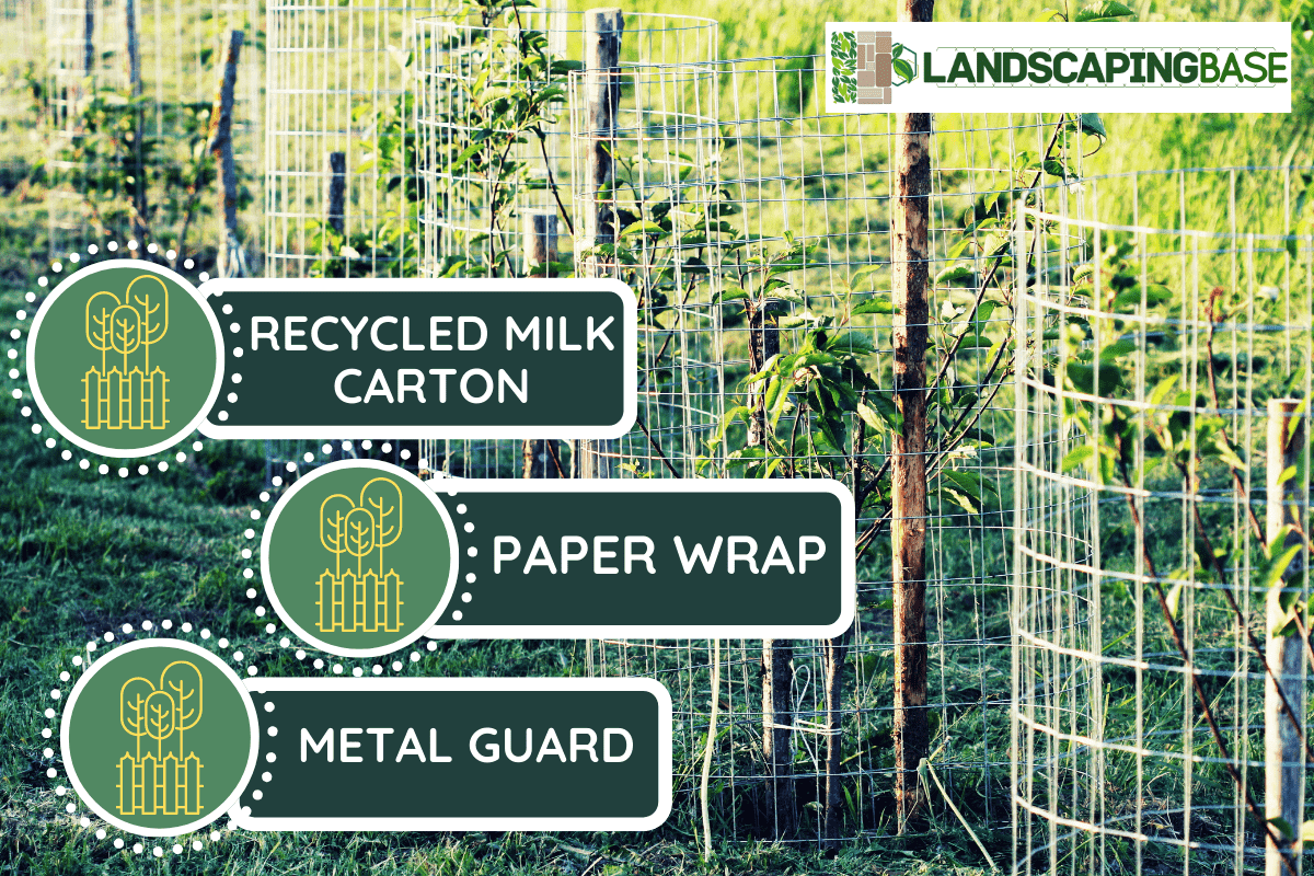 Metal guard mesh protection for animal damaged tree bark. - 7 Types Of Tree Guards For Fruit Trees.