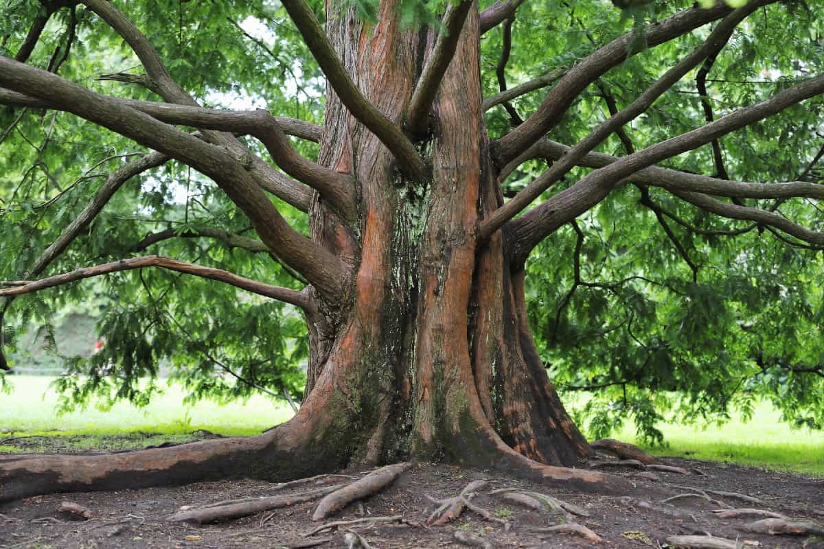 Metasequoia tree in Hamburg