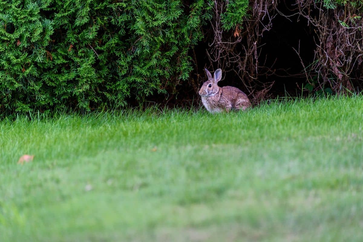 Native rabbit eating grass on a residential lawn