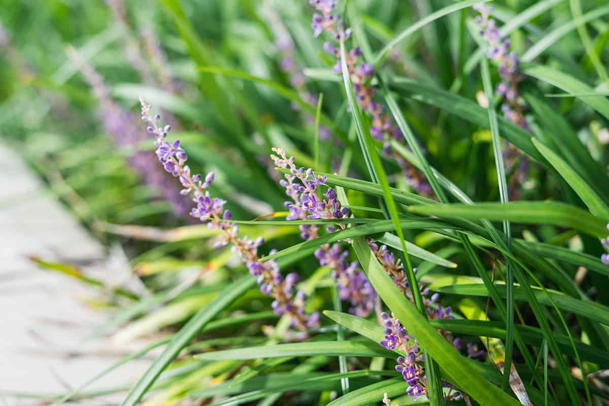Purple liriope flowering ornamental border grass