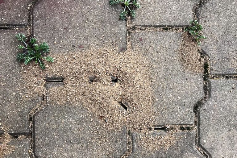 Small nests of ants in the stone floor of wild tiles in the sunny courtyard. - Dirt Mounds Between Pavers - What They Are And How To Stop It?