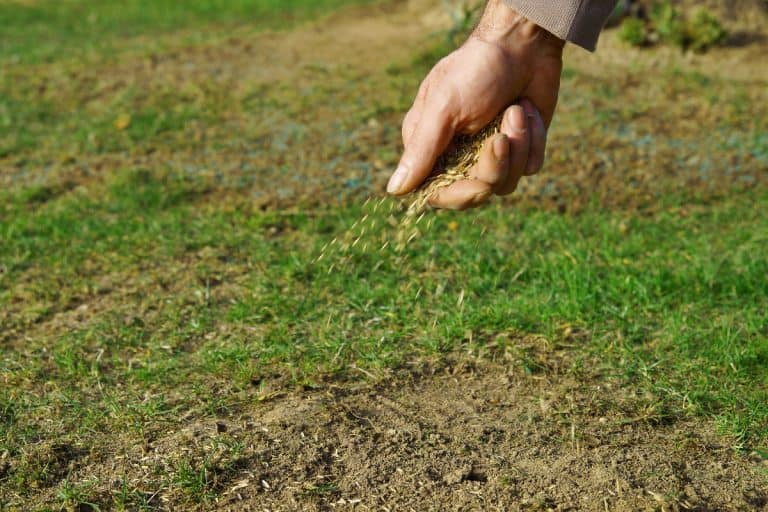 Sowing grass seed by hand, How To Spread Grass Seed Evenly By Hand [Without A Spreader]