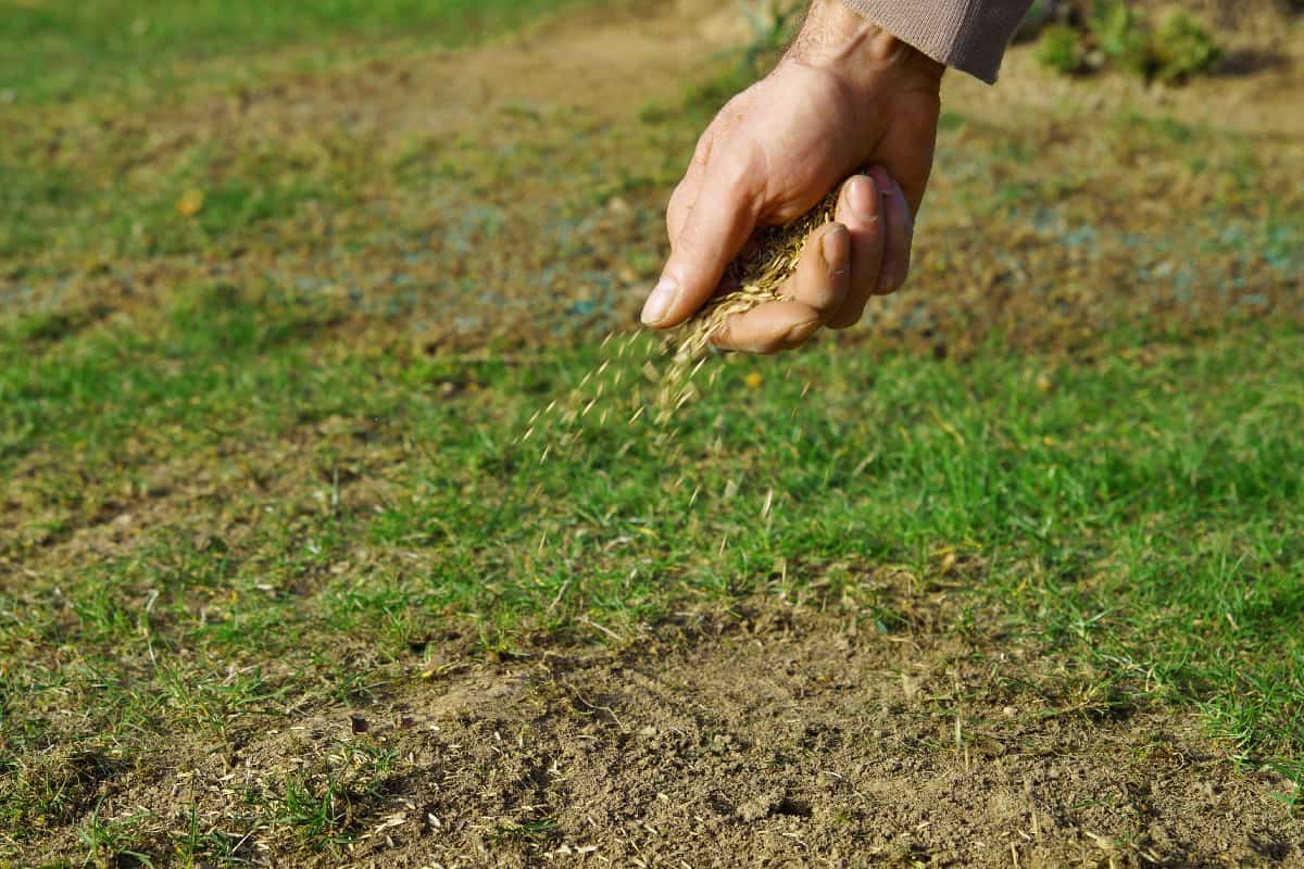 Spreading grass seed in spring by hand for the perfect lawn