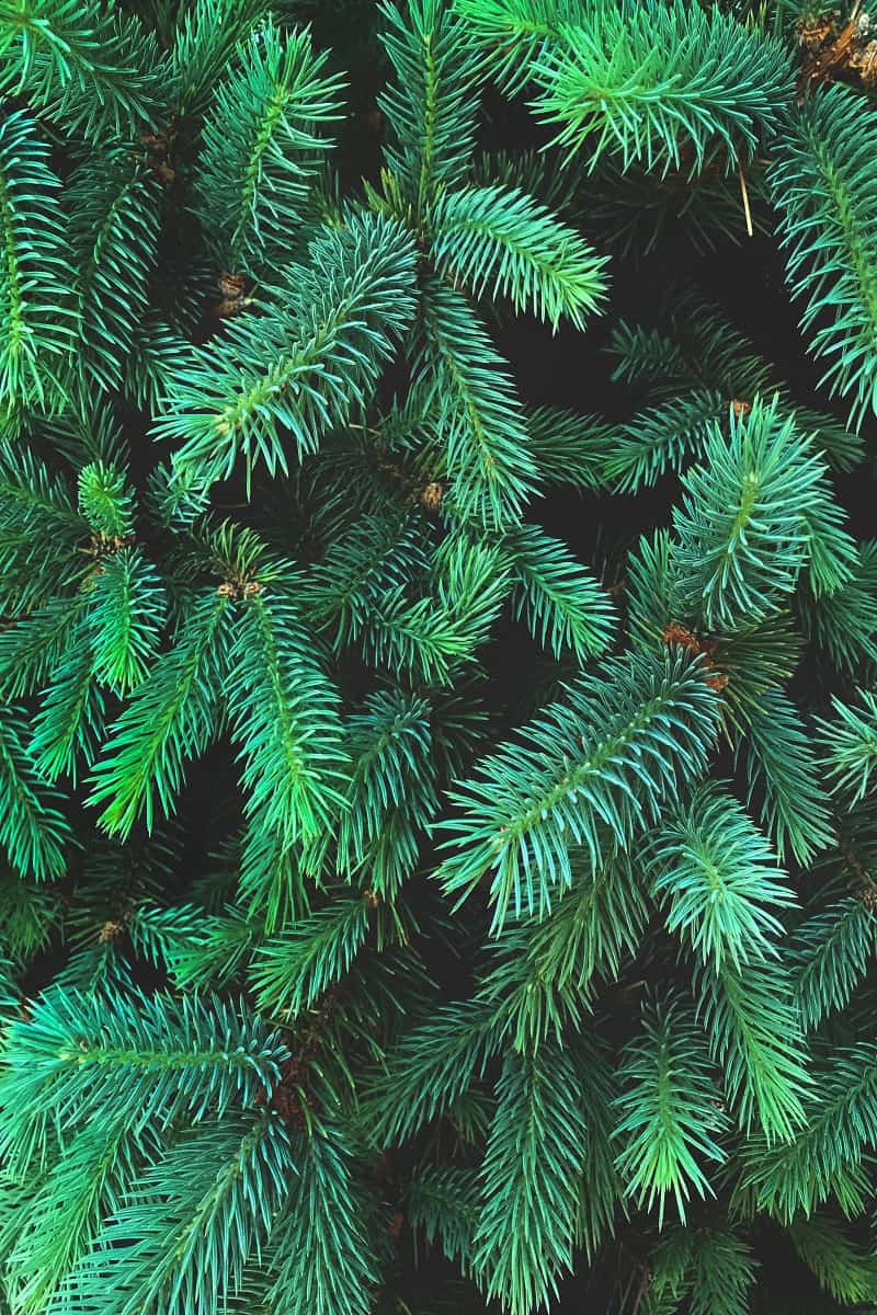 Spruce Pine Tree - Spruce green branches close-up. New Year theme. Christmas tree