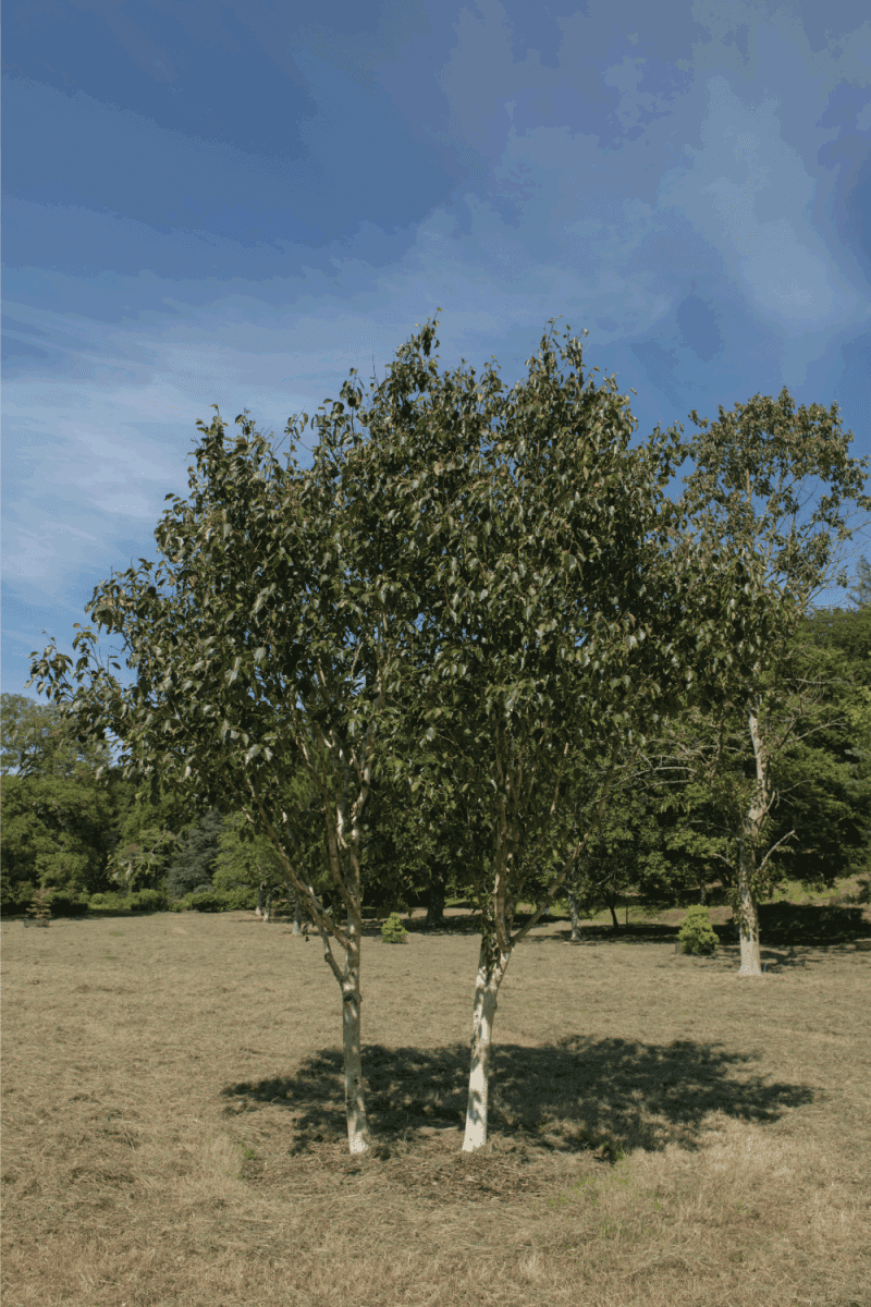 Summer Foliage of a Deciduous Himalayan Birch Tree (Betula utilis var. jacquemontii 'Grayswood Ghost')