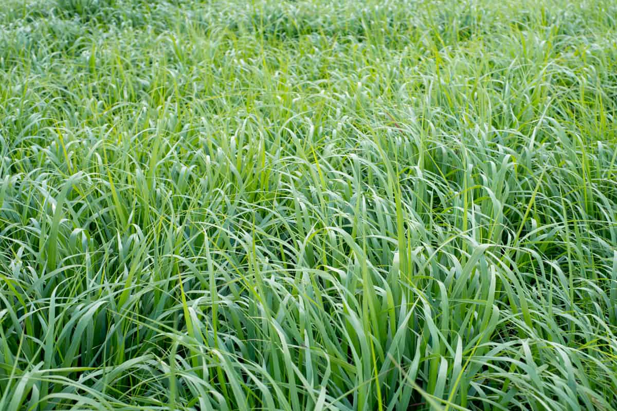 Switchgrass for biofuel production
