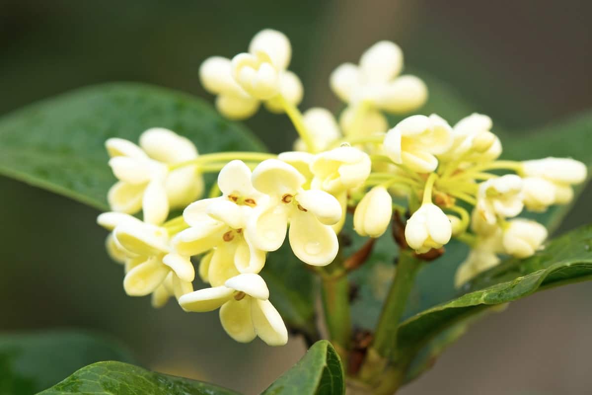 Tea Olive Tree - Cluster of Sweet osmanthus flower and leaves close up