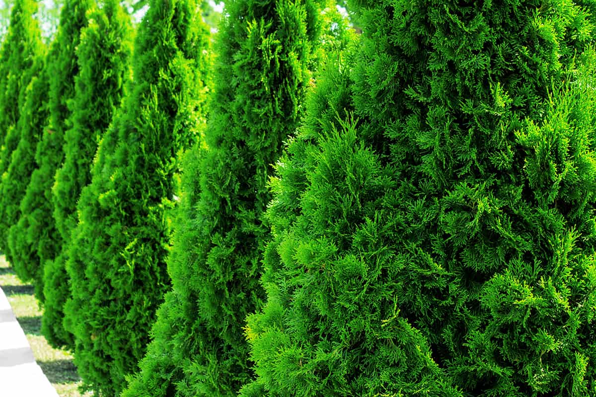 Thuja at the road in the summer