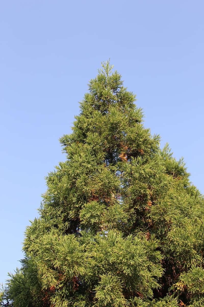 Top point cedar tree - The top of a cedar tree under the blue sky.
