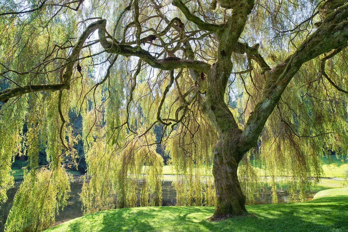 Weeping willow tree on river bank in summer