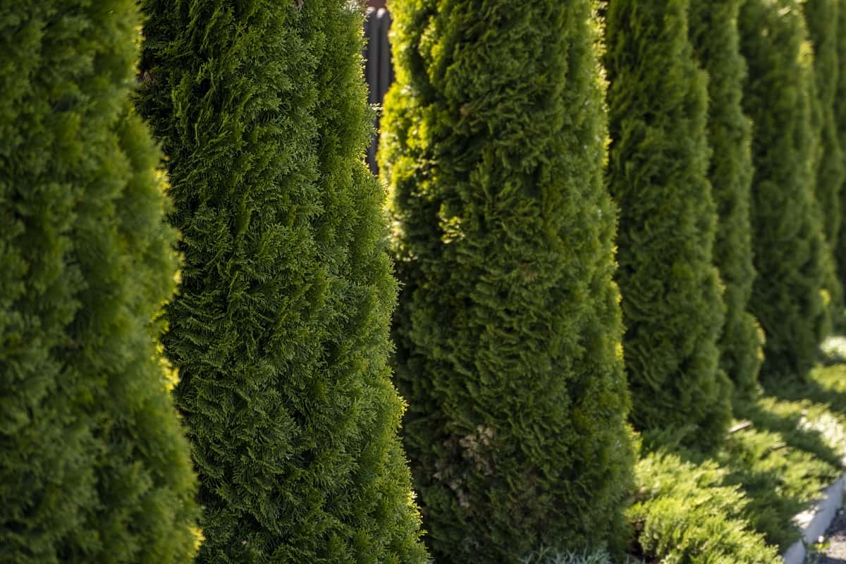 When Is The Ideal Time To Plant Arborvitae - Green hedge of thuja trees.