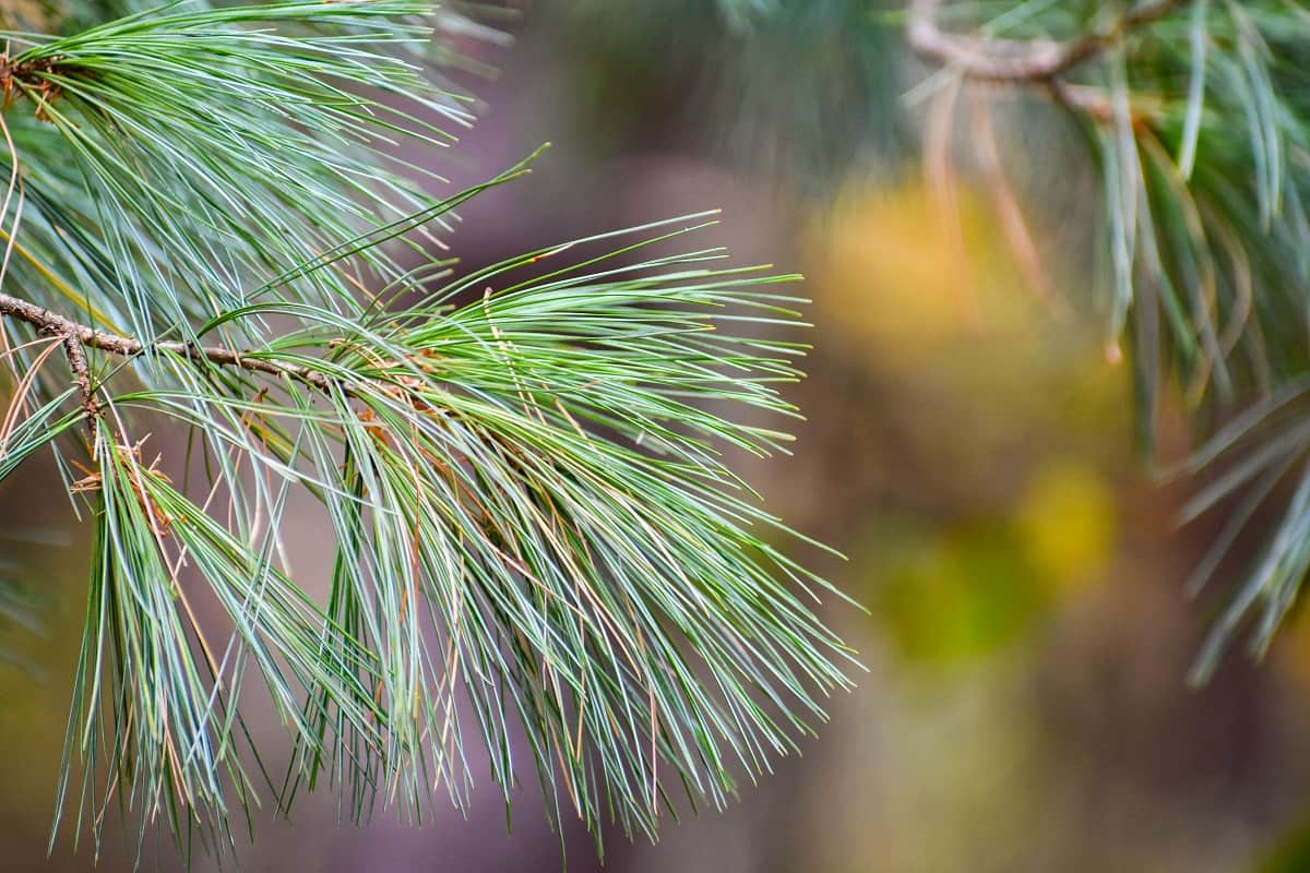 White Pine Tree - The soft green needles of an Eastern White Pine tree (Pinus strobus) in Pennsylvania.