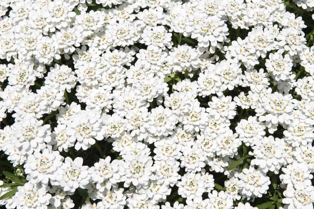  White iberis sempervirens flowers, top view. 