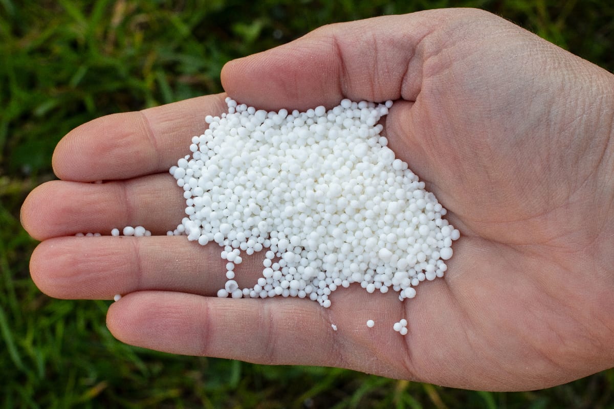 White nitrogen fertilizer in the palm of your hand