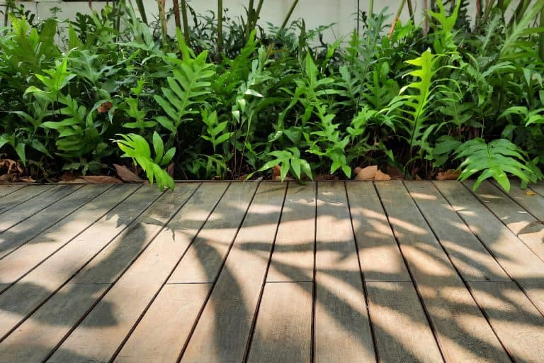 A wood decking with fern for softscape planting to make the house beautiful and relaxing, 11 Best Ground Cover Plants For Under A Deck
