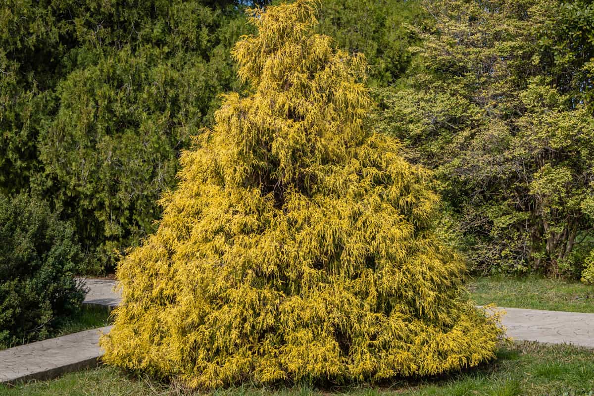Yellow leaves of false cypress