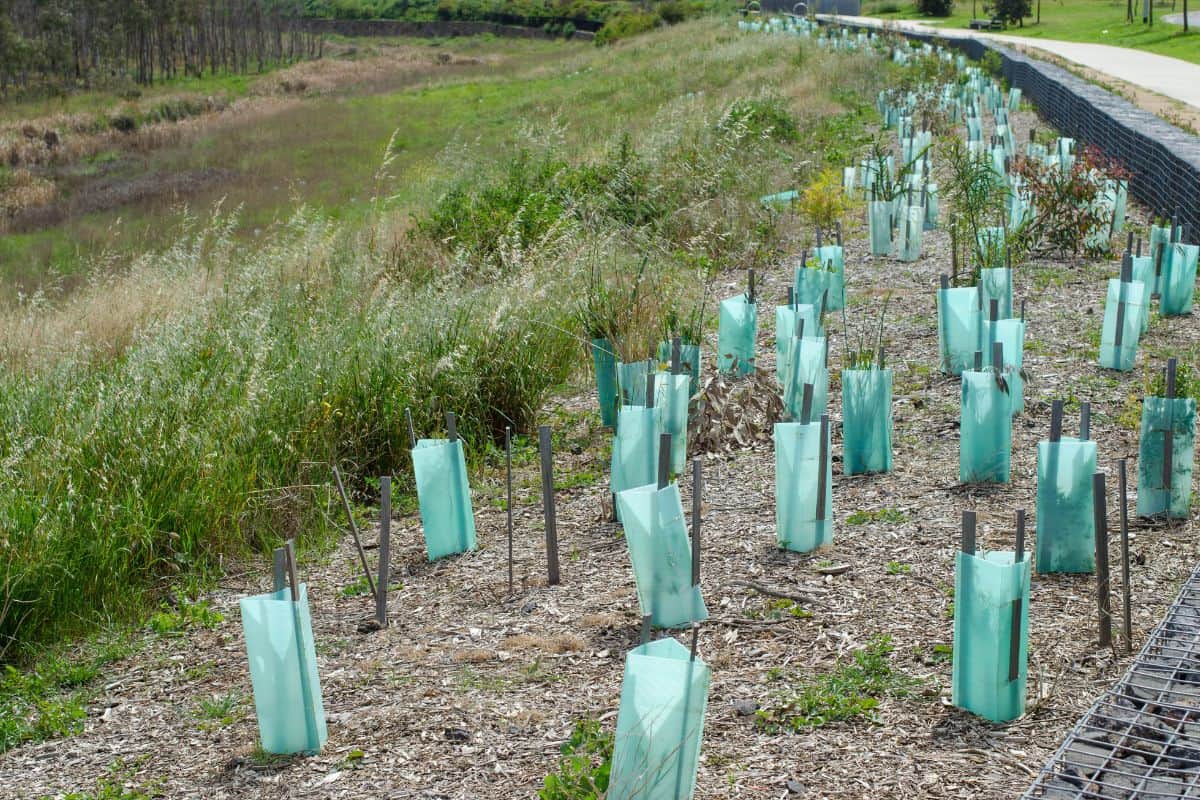 Young trees with protection sleeves/plant guards in a suburban public nature reserve park along the footpath.