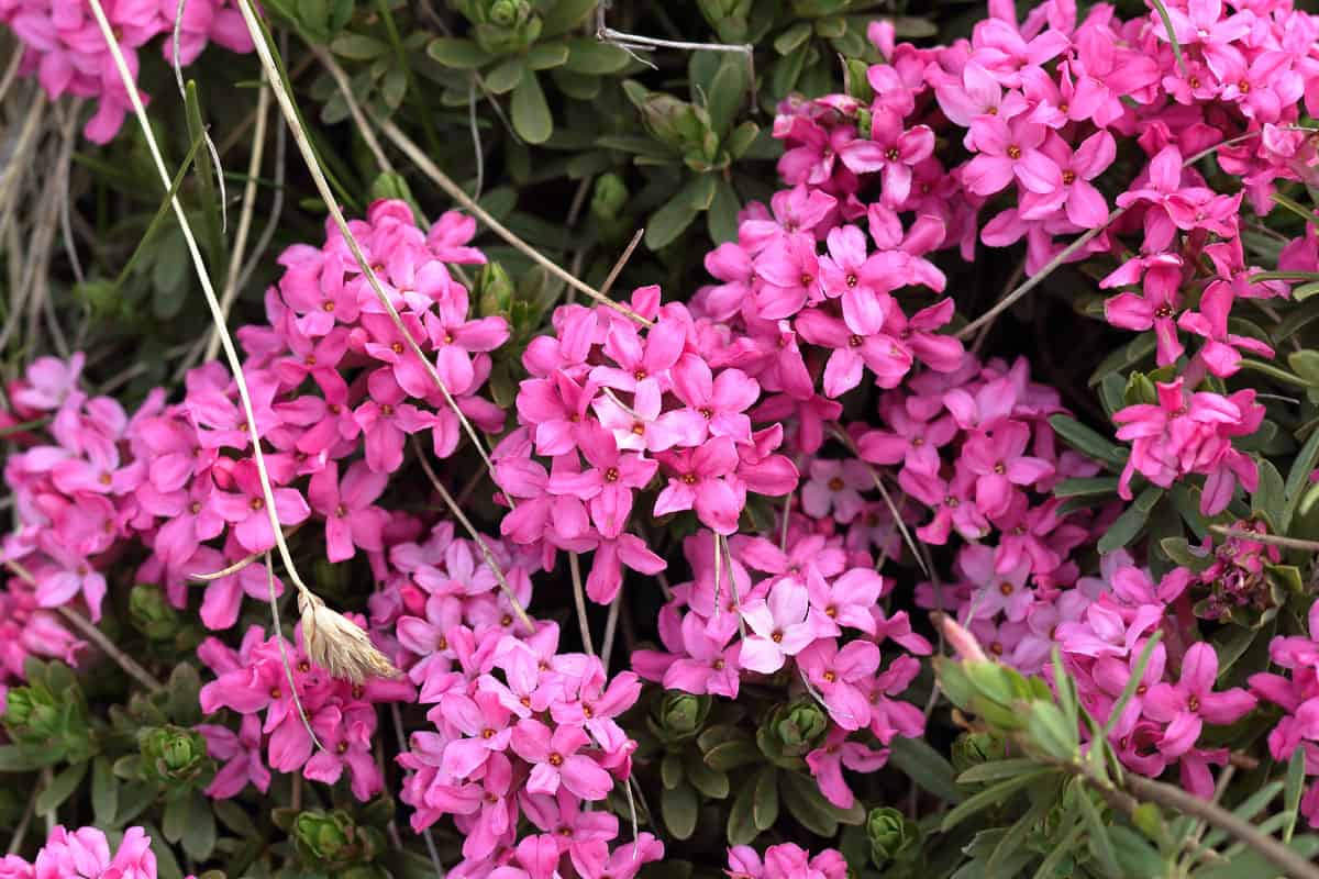 beautiful pink flowers, hundreds of pink flowers in up close photo