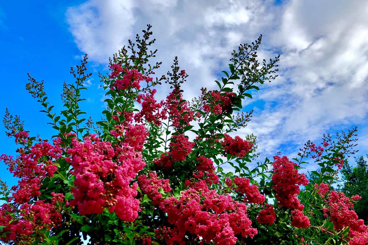 blue sky on the background of a group of pink flowers on the park