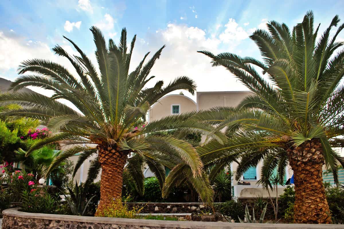 captured photo of a twin palm tree in front of a hotel lobby of the resort on the beach