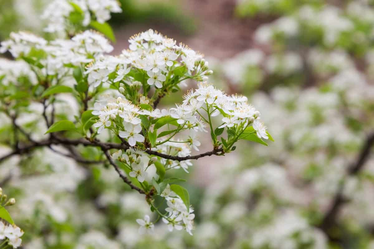 close up photo of a hawthorn flower, white flowers of hawthorn