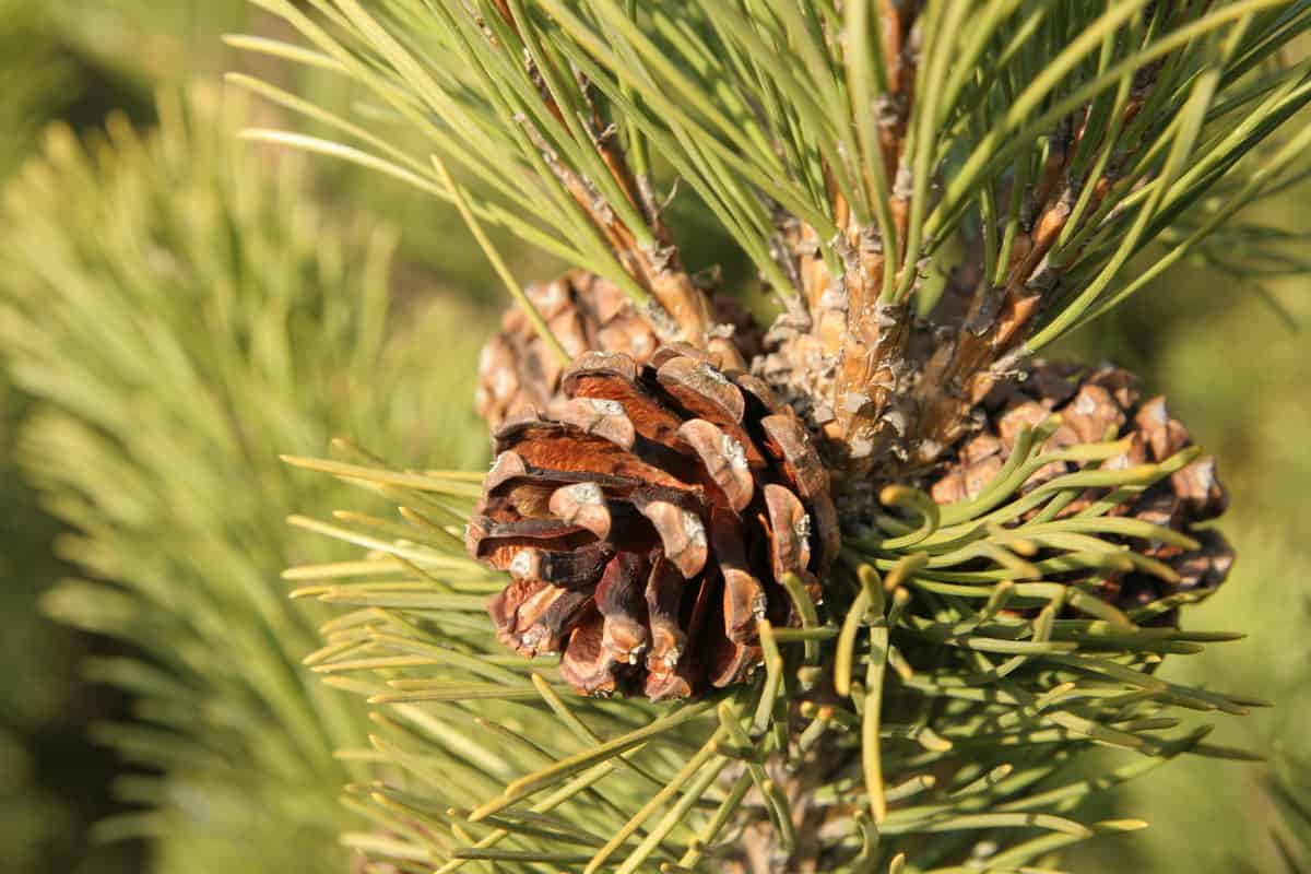 close up photo of a stunning pinyon pine on the edge of the tree