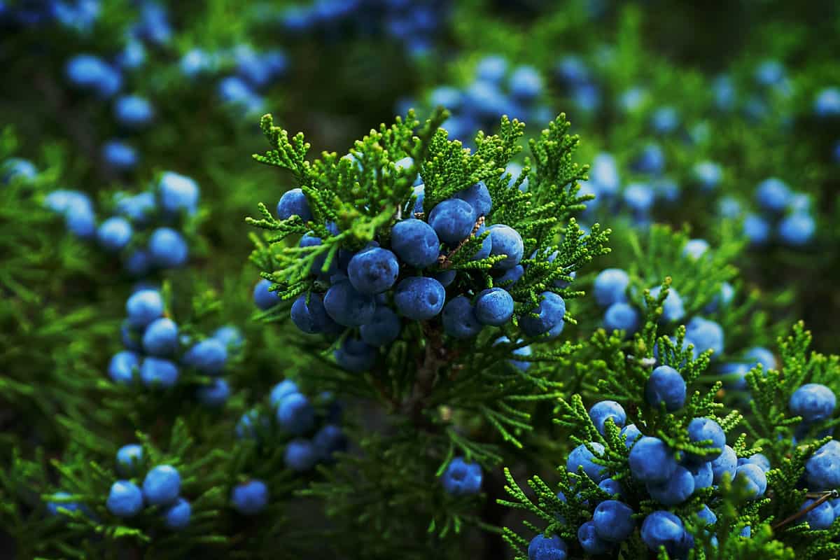 close up photo of juniper berries on the woods, blue round berry