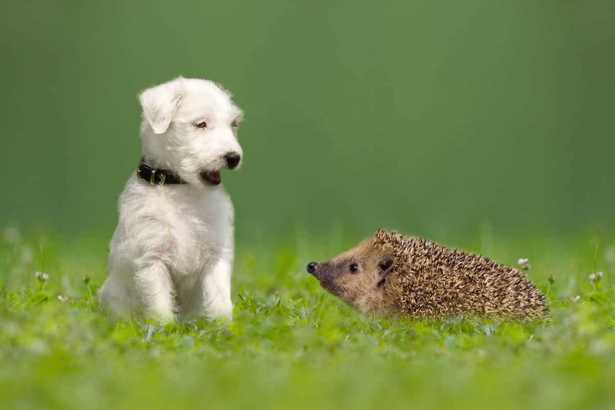 cute photo of a white furry puppy and an adorable little hedgehog on the garden full of grass