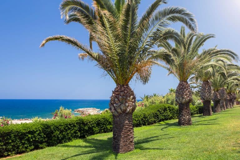 ocean view background, green garden grass, bushes, park, aligned palm trees, clear sky, How To Apply Fungicide To Palm Tree
