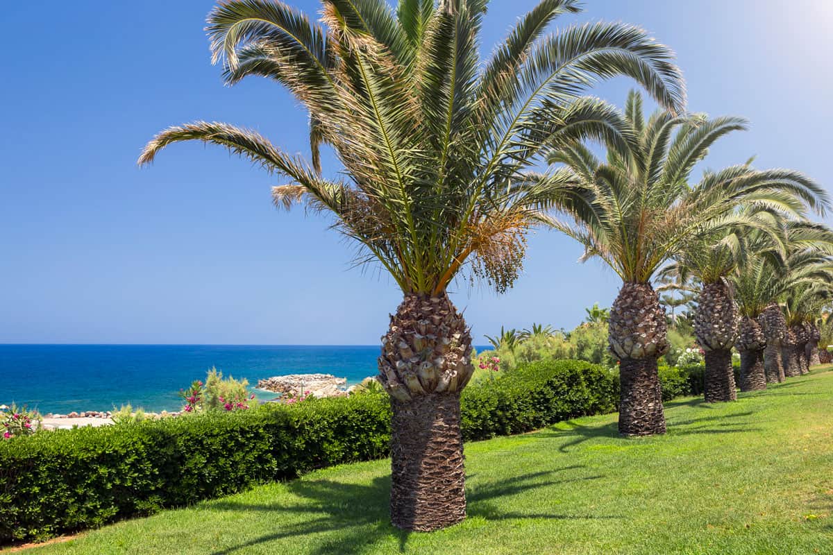 ocean view background, green garden grass, bushes, park, aligned palm trees, clear sky,