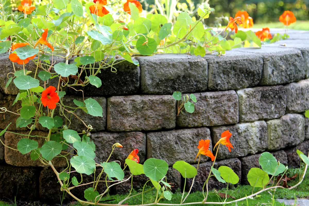 orange flowers retaining wall, brick stone