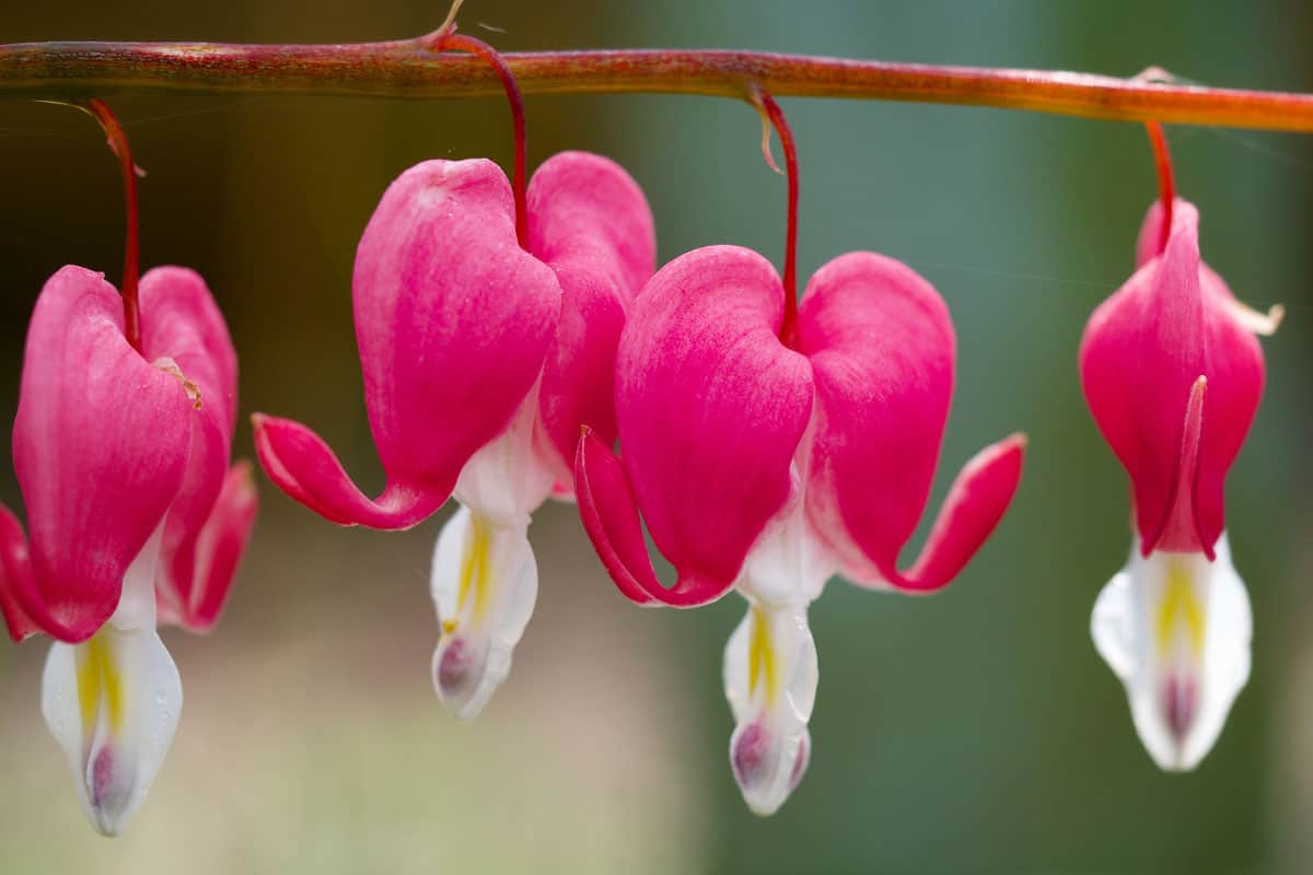 photo of a bleeding heart flowers of spring time on the wild forest on mountain
