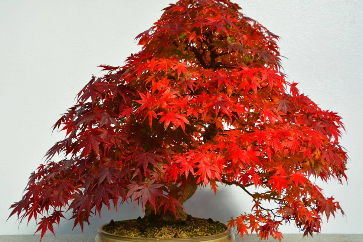 photo of a bonsai maple tree red leaves bright healthy miniature tree on a pot