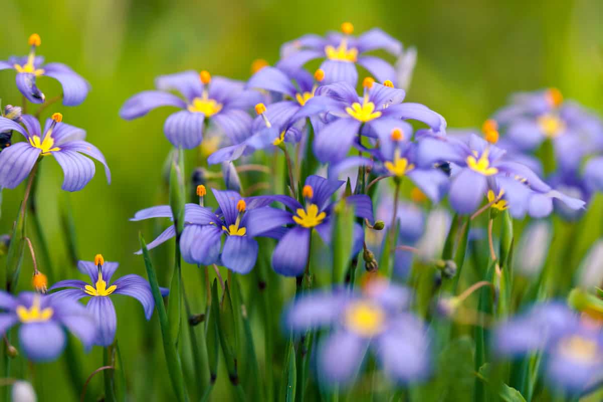 photo of a bunch blooming sisyrinchium blue eyed grass on spring time on forest