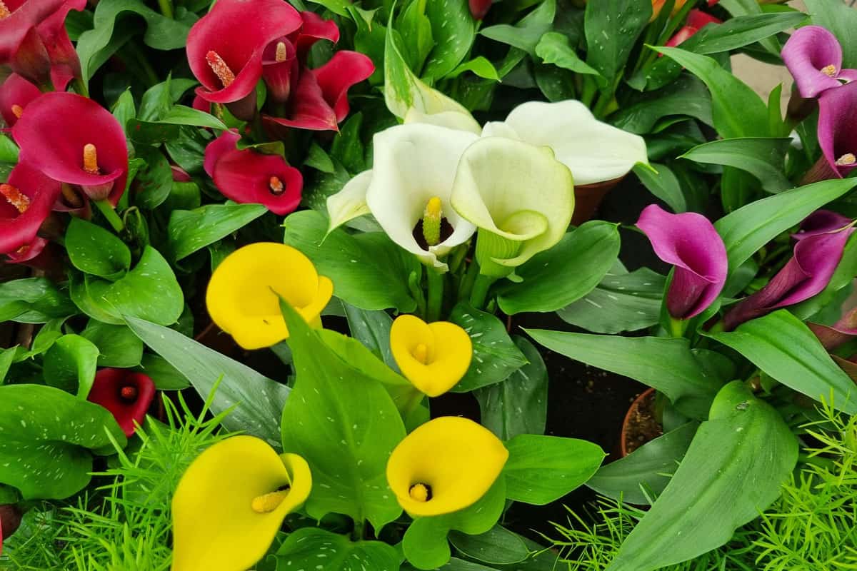 photo of a calla flowers very colorful yellow white purple red flowers