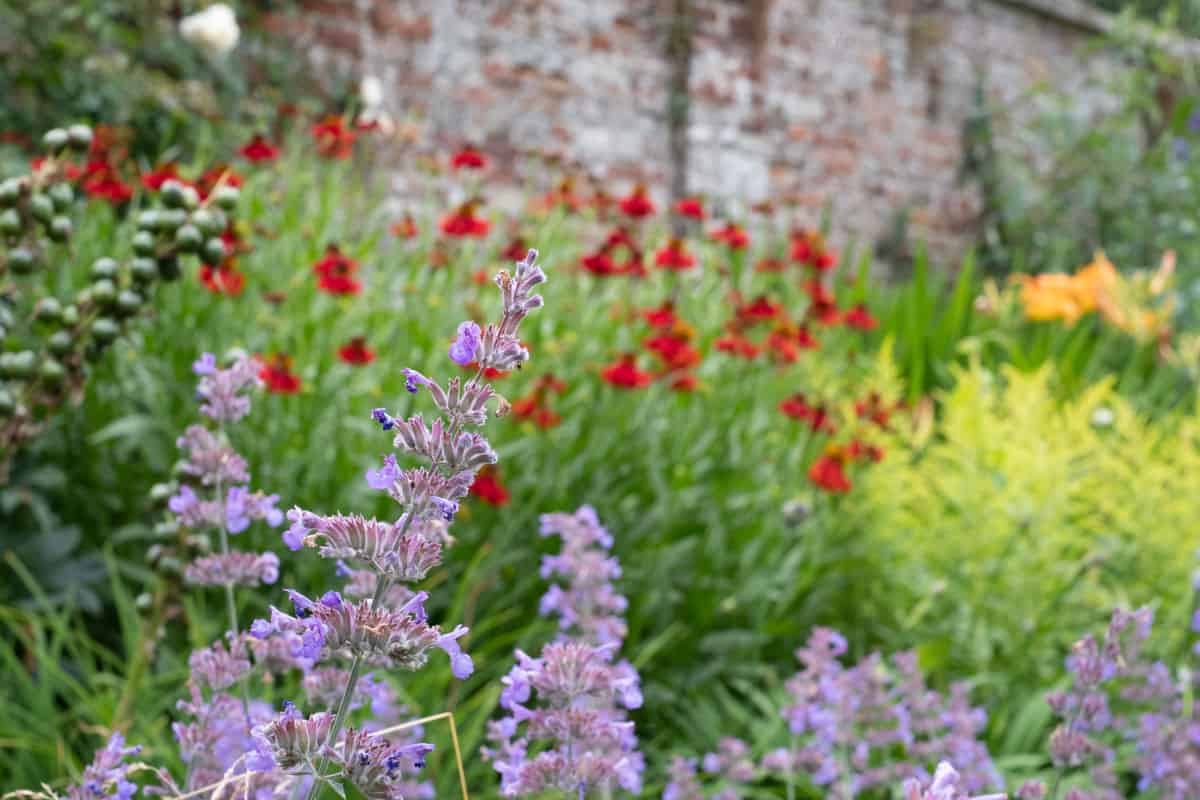 photo of a colorful herbaceous border purple catmint flowers on the garden