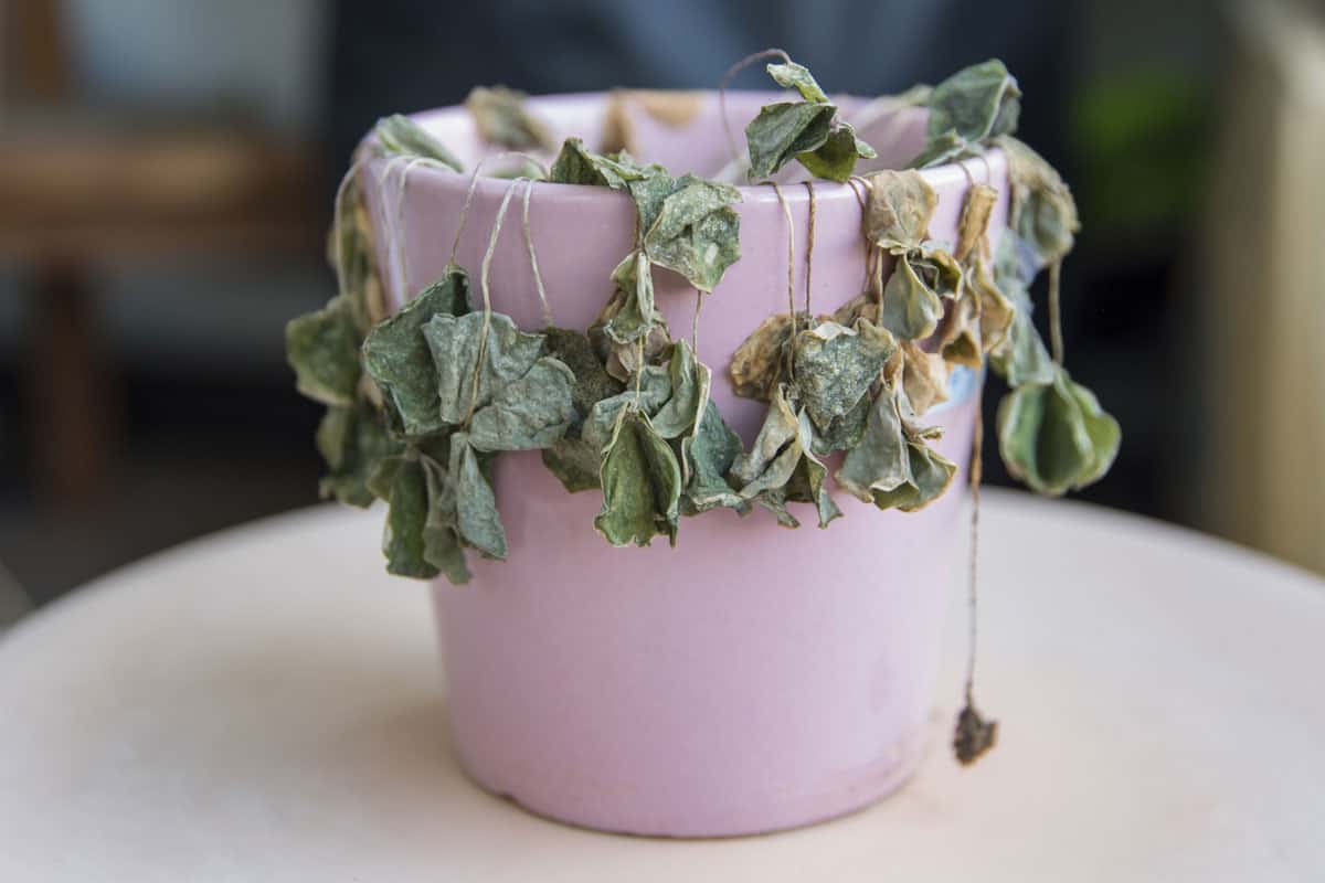 photo of a dead plant on a small purple pot inside the house