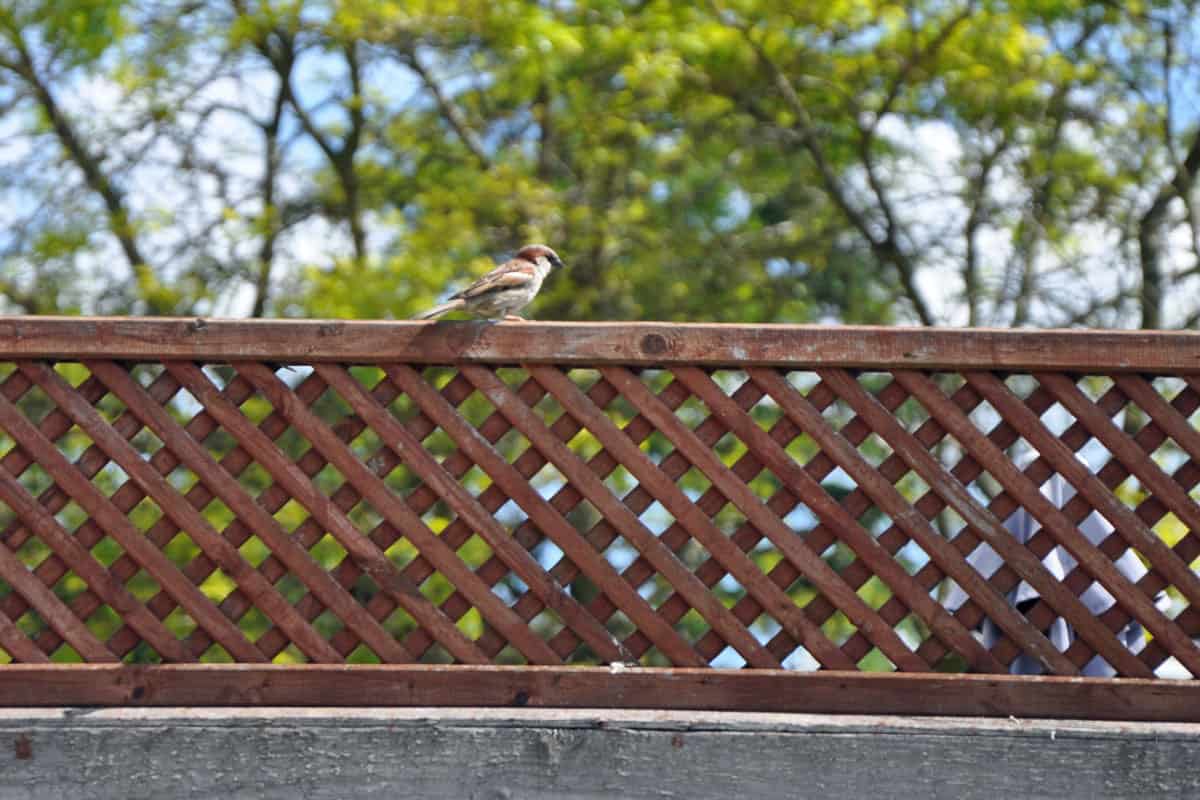 photo of a fence post for trellis on the lawn of the garden, with bird on top of the fence