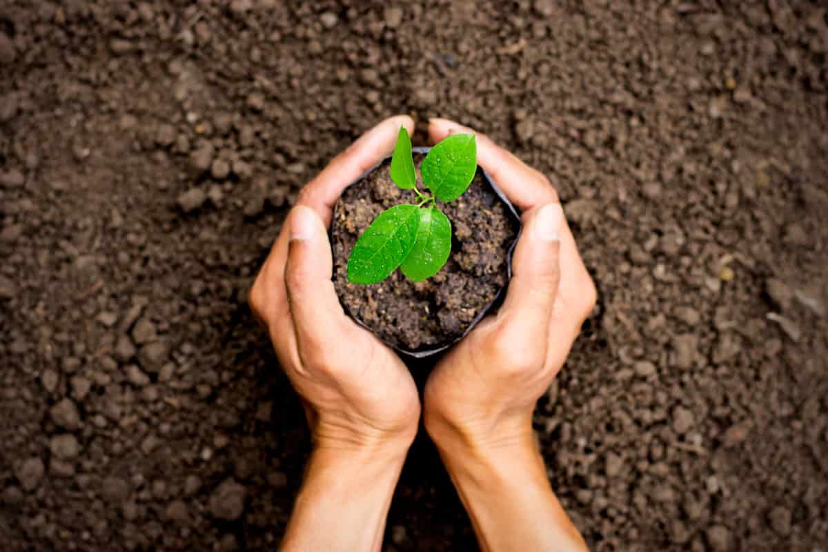 photo of a gardener hands planting a baby plant on a healthy soil