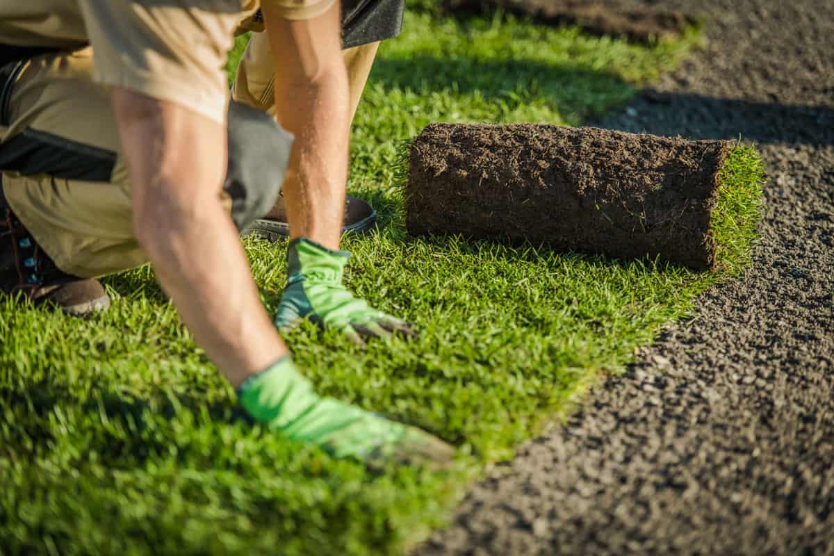 photo of a gardener wearing garden gloves installing grass sod on the backyard garden lawn