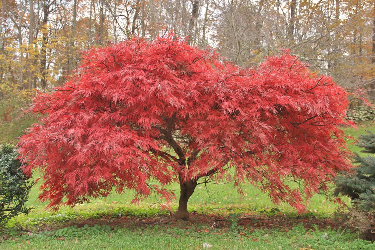 photo of a maple tree with red leaves growing healthy on a cozy place on the woods