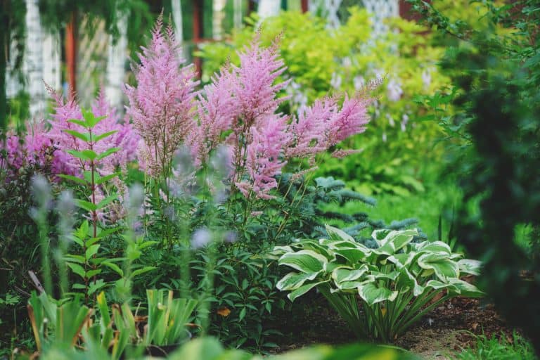 photo of a mixed garden shady border hostas astilbe purple petal flowers on wild forest, 17 Low-Growing Full Sun Perennials For Borders