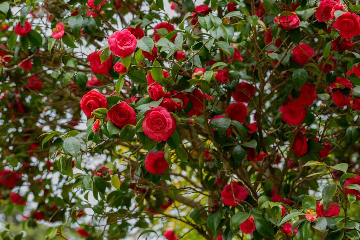 photo of a red flowers, bunch of red flowers on the garden