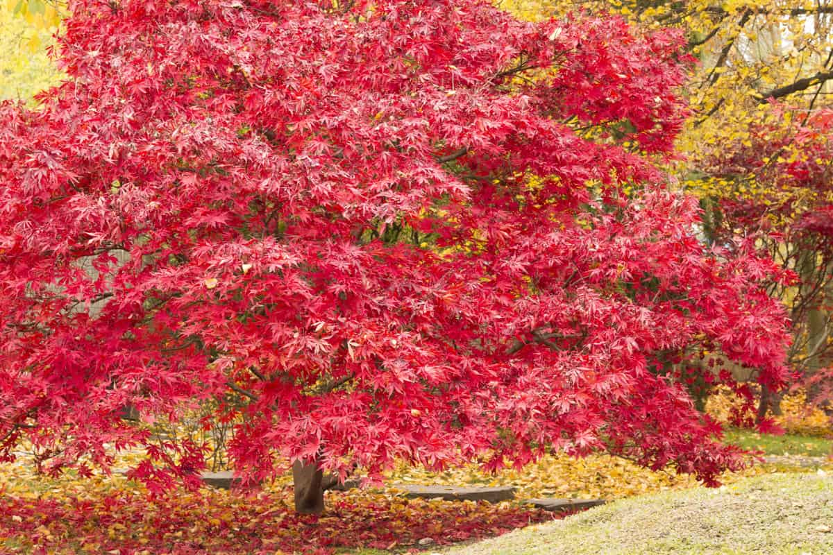 photo of a red leaves of a maple tree in the middle of the park, healthy red leaves