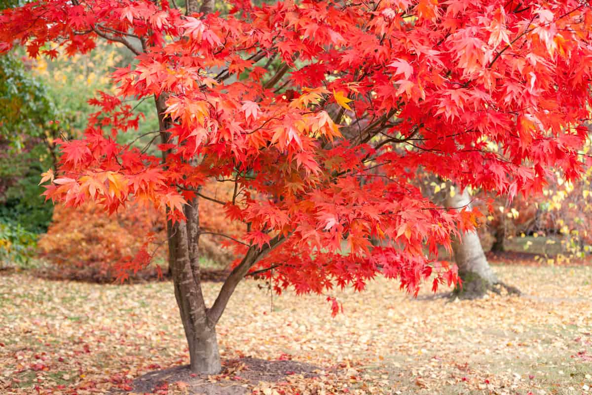 photo of a red leaves of a maple tree on a park day time leaves fall around the ground