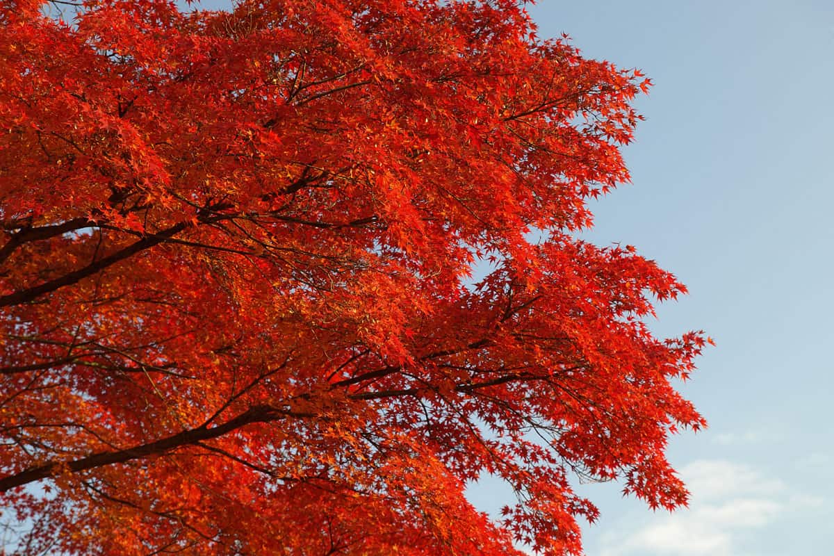 photo of a red leaves tree maple tree on the middle of the forest clear blue sky morning
