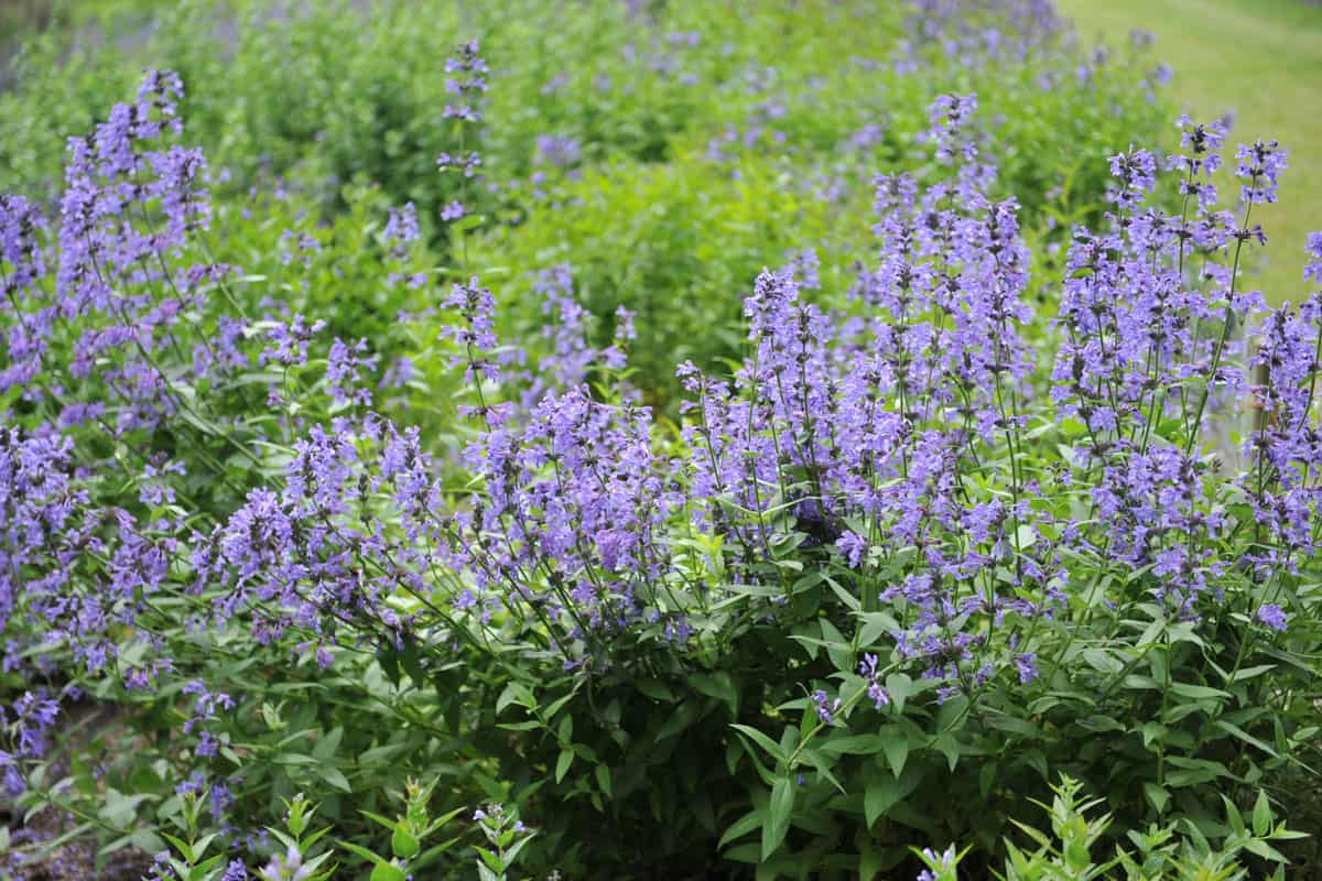 photo of a siberian catmint nepeta sibirica flowers on the garden