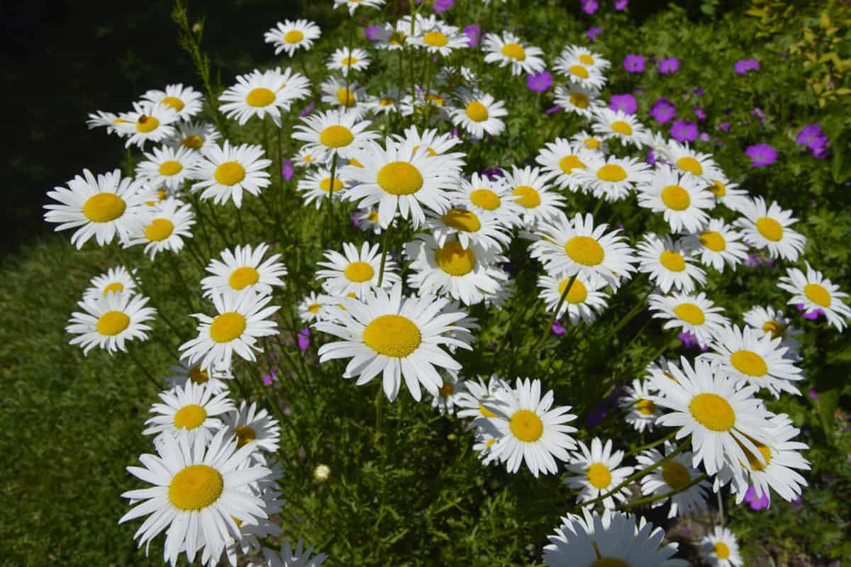 photo of an amazing daisies daisy may shasta growing wild on the forest
